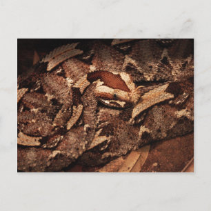 Houston Zoo Postcard