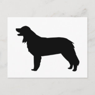 hovawart silhouette postcard