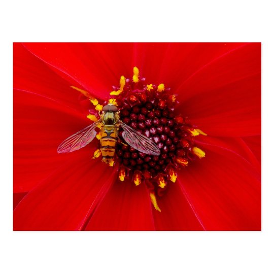 Hover Fly on a Dahlia Postcard
