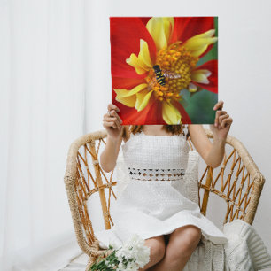 Hover Fly on Collarette Dahlia Photographic Canvas Print