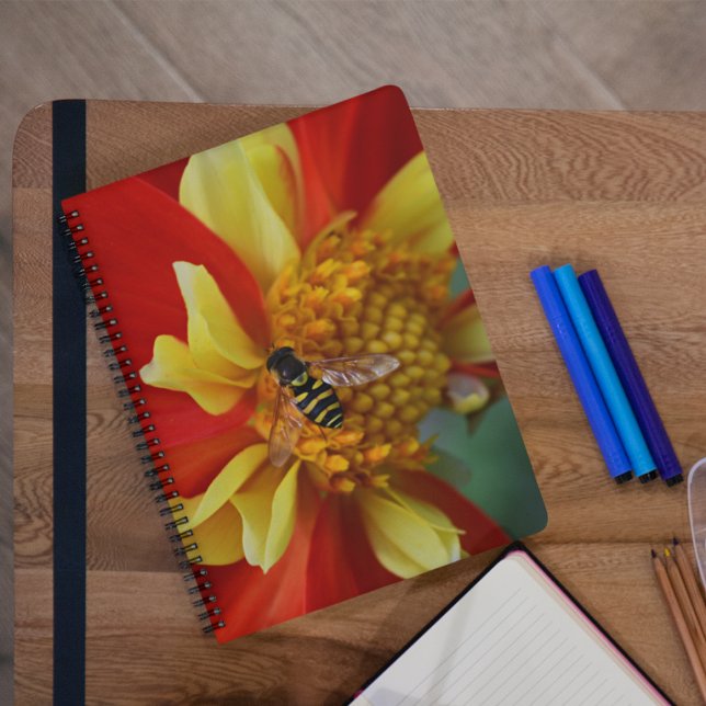 Hover Fly on Orange and Yellow Dahlia Notebook (In Situ)
