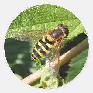Hover fly ~ sticker