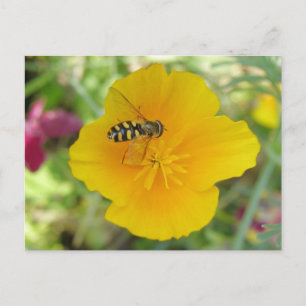 Hoverfly and Californian Poppy Postcard