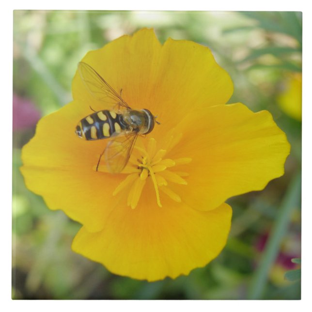 Hoverfly and Californian Poppy Tile (Front)