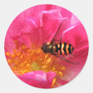 Hoverfly and Rosa Mundi Classic Round Sticker