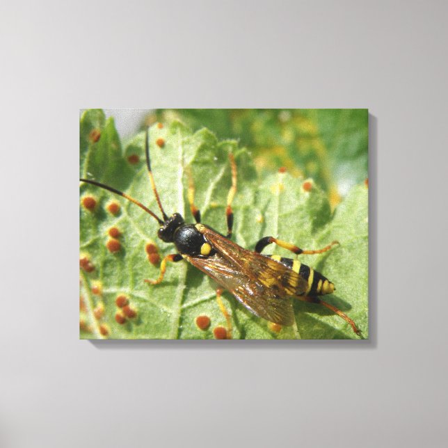Hoverfly Canvas Print (Front)