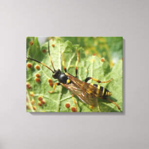 Hoverfly Canvas Print