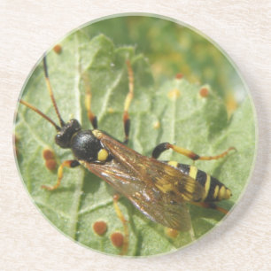 Hoverfly Coasters