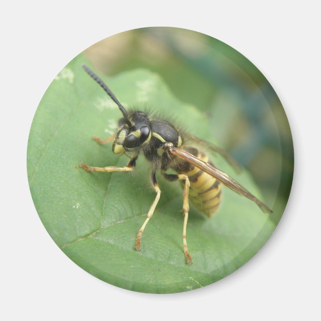 Hoverfly Macro Magnet (Front)