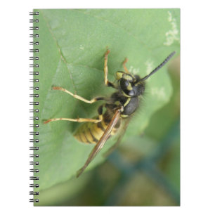 Hoverfly Macro Notebook