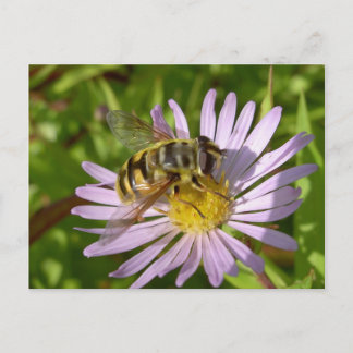 Hoverfly - Myathropa florea Postcard