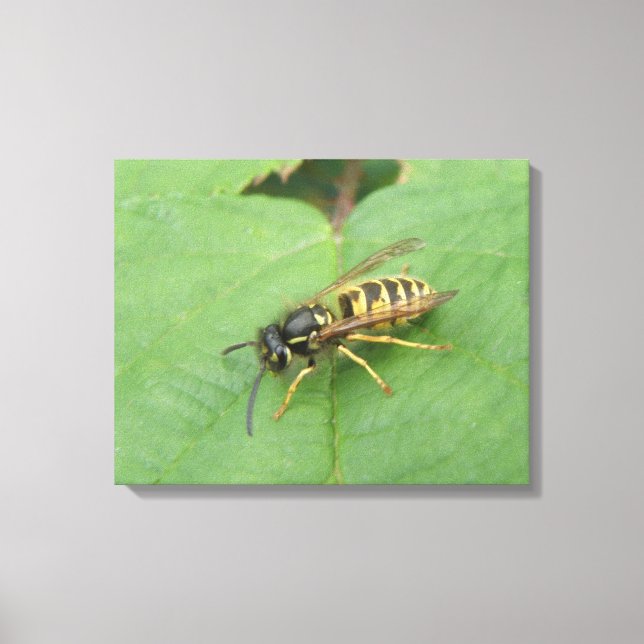 Hoverfly on a Leaf Canvas Print (Front)