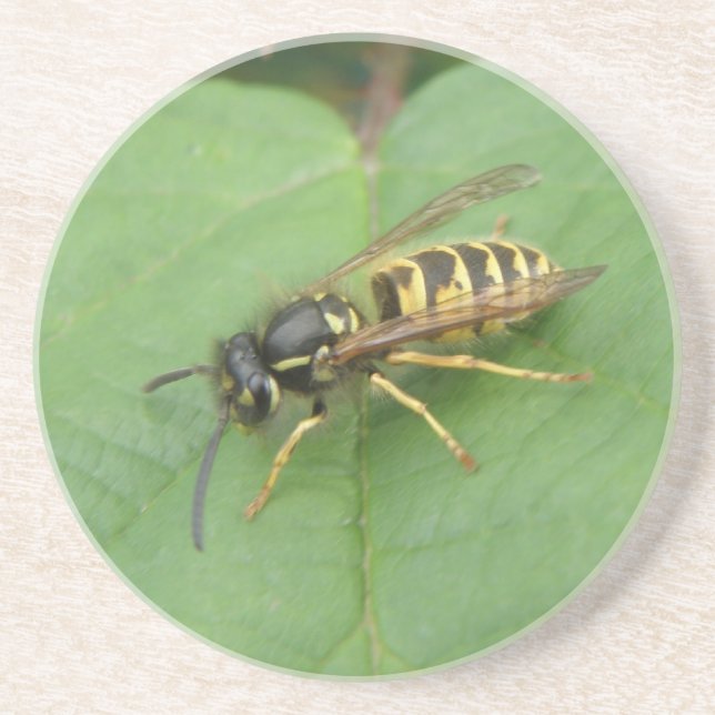 Hoverfly on a Leaf Coasters (Front)