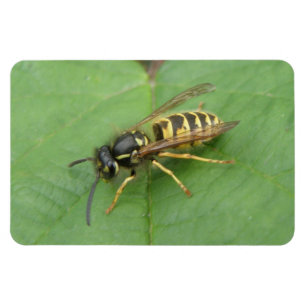 Hoverfly on a Leaf Premium Magnet