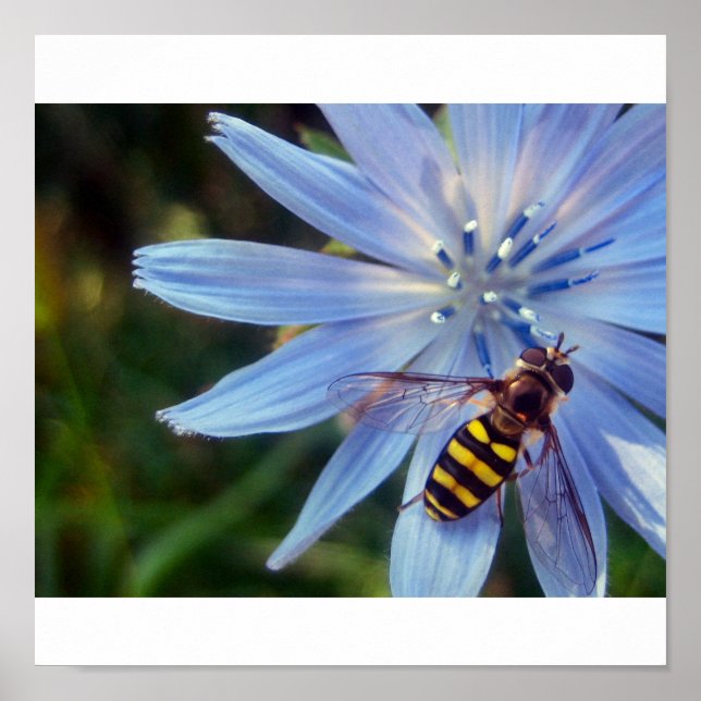 hoverfly on blue poster (Front)