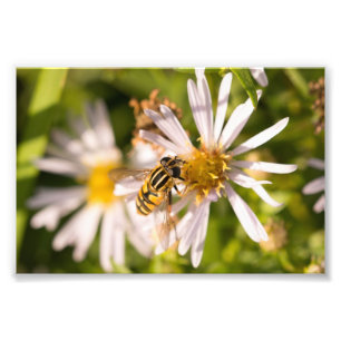 Hoverfly Photo Print