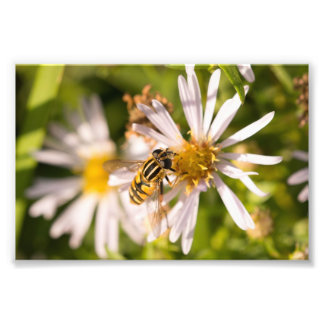 Hoverfly Photo Print