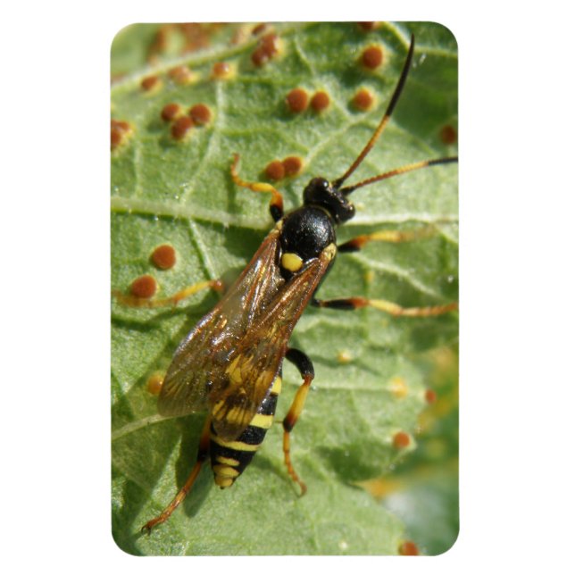 Hoverfly Premium Magnet (Vertical)