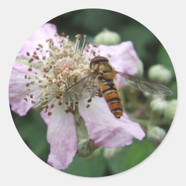 Hoverfly Stickers (Front)