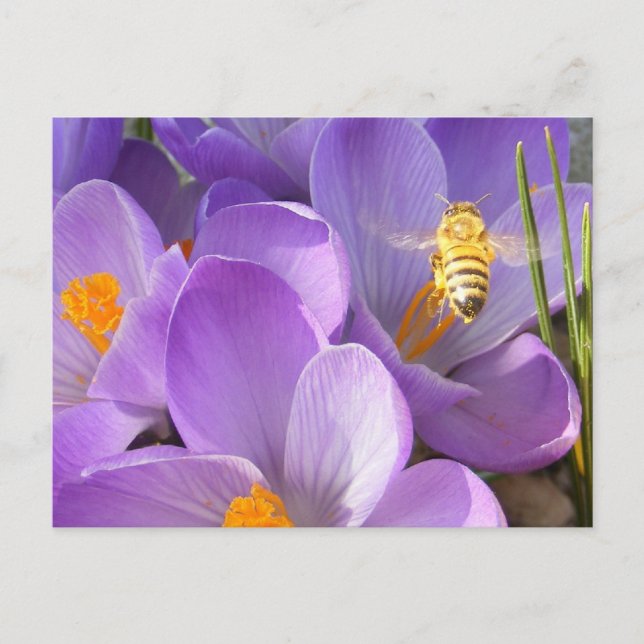 Hovering Bee ~ postcard (Front)