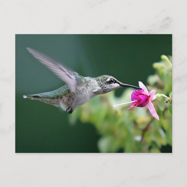 Hovering Hummingbird Postcard (Front)