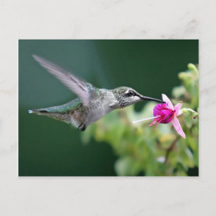 Hovering Hummingbird Postcard