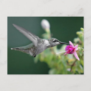 Hovering Hummingbird Postcard