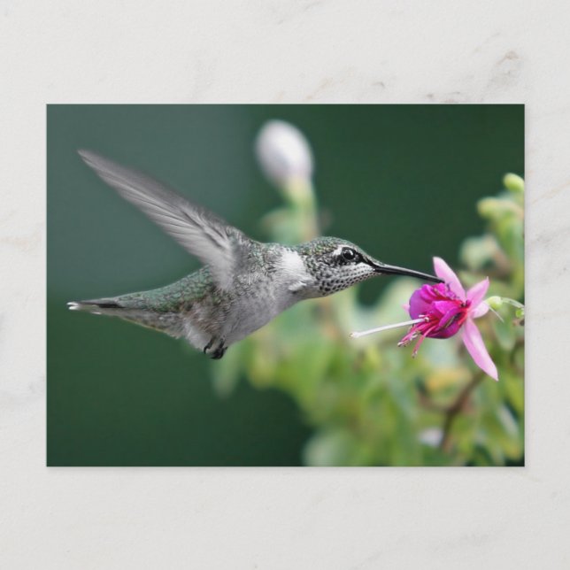 Hovering Hummingbird Postcard (Front)
