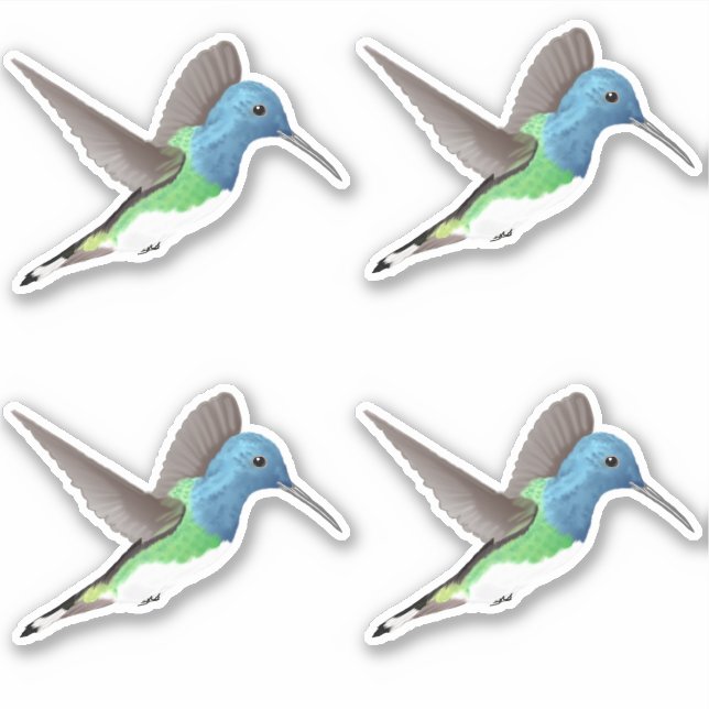 Hovering Jacobin Hummingbird - 4x custom cut. (Front)
