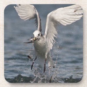 Hovering Kittiwake Coaster