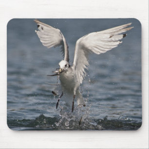 Hovering Kittiwake Mouse Mat
