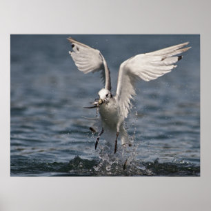 Hovering Kittiwake Poster