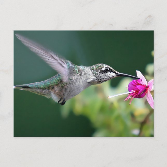 Hovering Postcard (Front)