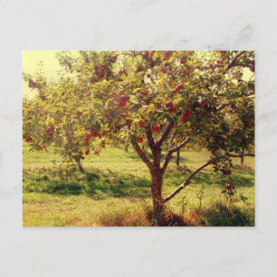 How 'bout them apples Postcard