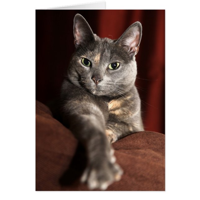 How have you been? (Front)