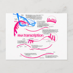 How mRNA is Created in a Nucleus Diagram Postcard