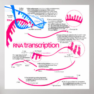 How mRNA is Created in a Nucleus Diagram Poster
