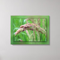 How the Grass Grows Canvas Print
