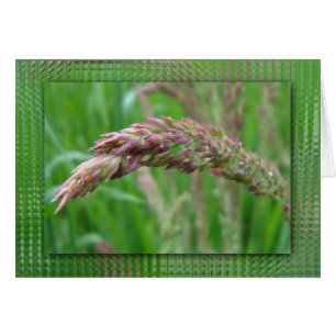 How the Grass Grows Card