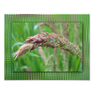 How the Grass Grows Photo Print
