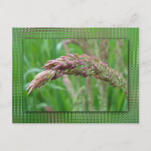 How the Grass Grows Postcard