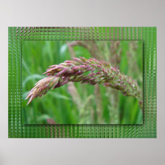 How the Grass Grows Print (Front)