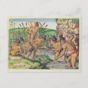 How the Indians Collect Gold from the Streams Postcard