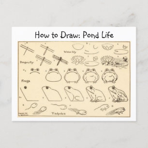 How to Draw Frogs Vintage Postcard