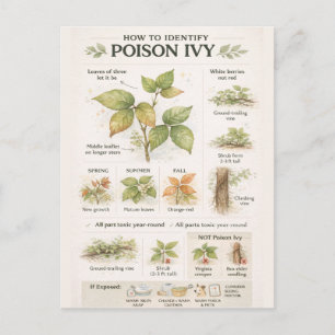 How to Identify Poison Ivy – Educational Botanical Postcard