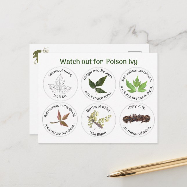 How to Identify Poison Ivy  Postcard (Front/Back In Situ)