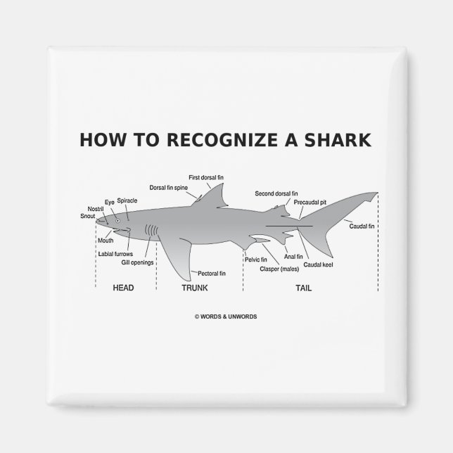 How To Recognise A Shark (Biology Humour) Magnet (Front)