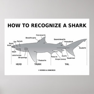 How To Recognise A Shark (Biology Humour) Poster
