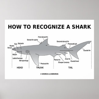 How To Recognise A Shark (Biology Humour) Poster