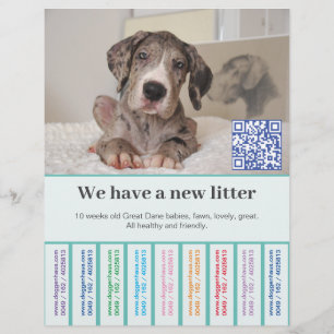How to sell Dane puppies colored flyers